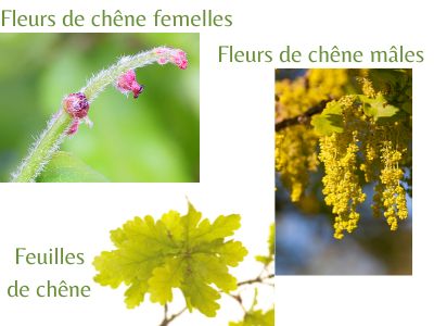 Fleurs de chêne OAK